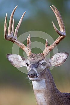 Portrait of tall typical whitetail buck