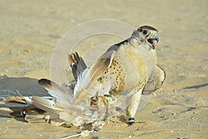 Portrait of a tamed desert falcon catched decoy