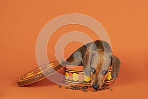 Portrait of a tan dachshund pup sitting in an orange cookiejar isolated on an orange background