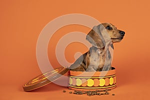 Portrait of a tan dachshund pup sitting in an orange cookiejar isolated on an orange background