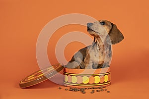 Portrait of a tan dachshund pup sitting in an orange cookiejar isolated on an orange background