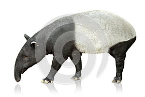 Portrait of tapir on white background