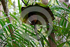 Portrait of Tarsier monkey (Tarsius Syrichta) on the tree at bohol island