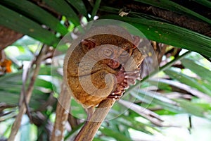 Portrait of Tarsier monkey (Tarsius Syrichta) on the tree at bohol island