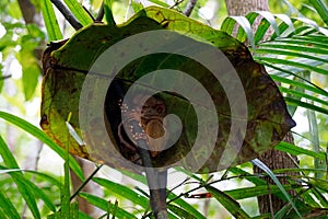 Portrait of Tarsier monkey (Tarsius Syrichta) on the tree at bohol island