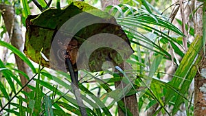 Portrait of Tarsier monkey (Tarsius Syrichta) on the tree at bohol island