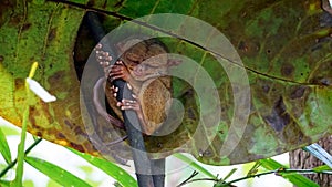 Portrait of Tarsier monkey (Tarsius Syrichta) on the tree at bohol island