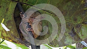 Portrait of Tarsier monkey (Tarsius Syrichta) on the tree at bohol island