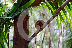 Portrait of Tarsier monkey (Tarsius Syrichta) on the tree at bohol island