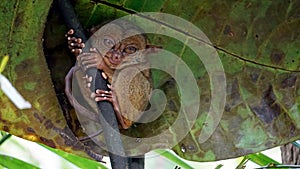 Portrait of Tarsier monkey (Tarsius Syrichta) on the tree at bohol island