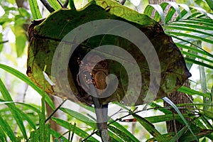 Portrait of Tarsier monkey (Tarsius Syrichta) on the tree at bohol island