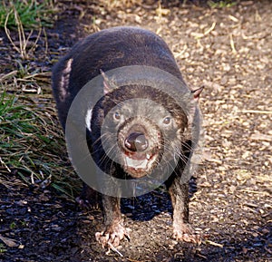 Portrait of Tasmanian devil