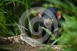 Portrait of Tasmanian devil, Sarcophilus harrisii native to Tasmania island. Eye contact,