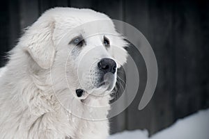 Portrait of Tatra Shepherd Dog