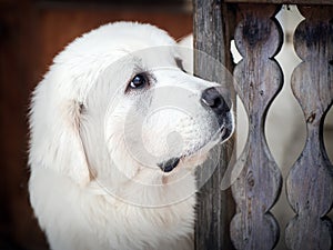 Portrait of Tatra Shepherd Dog