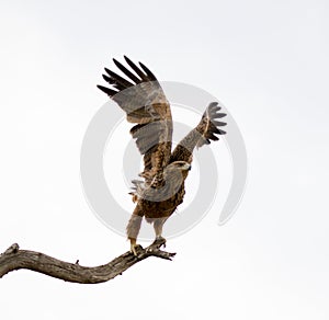 Portrait of a Tawny Eagle in close up on take off