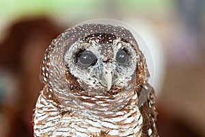 Portrait of a tawny owl, strix aluco