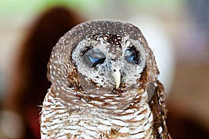 Portrait of a tawny owl, strix aluco