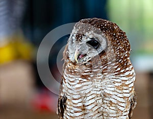 Portrait of a tawny owl, strix aluco
