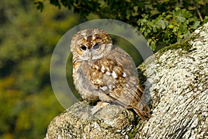 Portrait of a Tawny Owl strix aluco Bird of Prey in the British, UK countryside