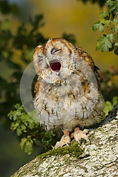 Portrait of a Tawny Owl strix aluco Bird of Prey in the British, UK countryside