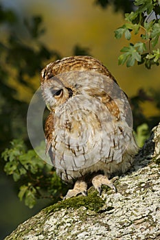 Portrait of a Tawny Owl strix aluco Bird of Prey in the British, UK countryside