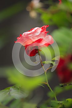 Portrait of a tender pink rose