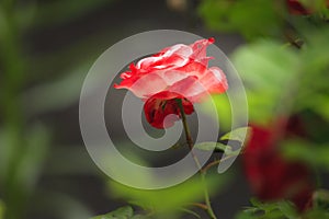 Portrait of a tender pink rose