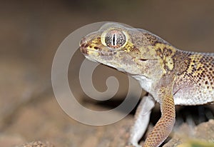 The portrait of Teratoscincus bedriagai , Bedraiga`s wonder gecko or Bedriaga`s plate-tailed gecko