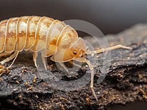 Portrait of a terrestrial pill bug, Armadillidium nasatum, peach colour phase