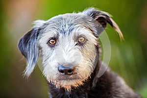 Portrait Terrier Crossbreed Dog Green Background photo