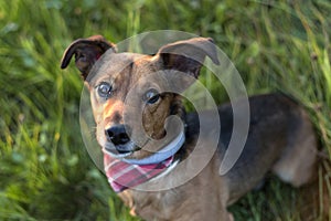 Portrait of a Terrier Dachshund Mix