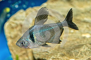 Portrait of tetra fish (Hyphessobrycon megalopterus) in aquarium