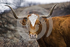 Portrait of a Texas Longhorn photo