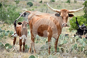 Texas Longhorn Cattle Portrait