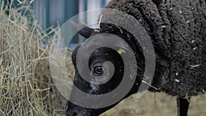 Portrait of Texel sheep eating hay at animal exhibition - close up