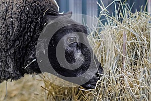 Portrait of Texel sheep eating hay at animal exhibition - close up