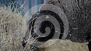 Portrait of Texel sheep eating hay at animal exhibition - close up