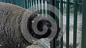 Portrait of Texel sheep eating hay at animal exhibition - close up