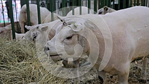 Portrait of Texel sheep eating hay at animal exhibition, trade show