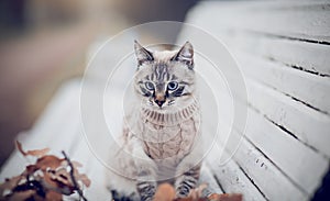 Portrait of a Thai cat in a sweater on a park bench