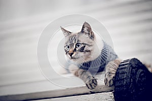 Portrait of a Thai cat in a sweater on a park bench