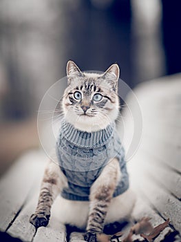 Portrait of a Thai cat in a sweater on a park bench