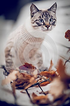 Portrait of a Thai cat in a sweater on a park bench