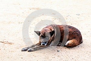 Portrait of the thai dog