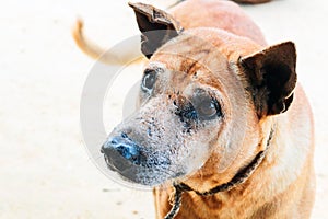 Portrait of the thai dog with eye injury