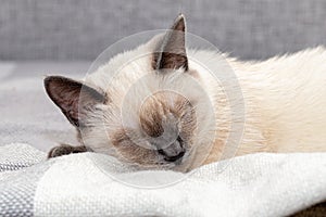 Portrait of a Thai kitten sleeping soundly on a white plaid