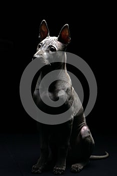 Portrait of a Thai Ridgeback on a black background. Close. Studio shooting.