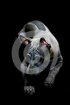 Portrait of a Thai Ridgeback on a black background. Close. Studio shooting.