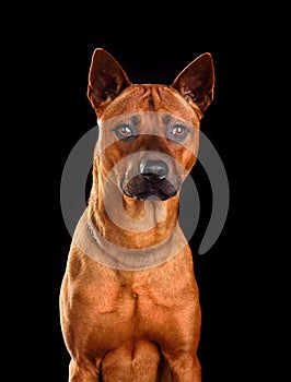 Portrait of  Thai Ridgeback dog